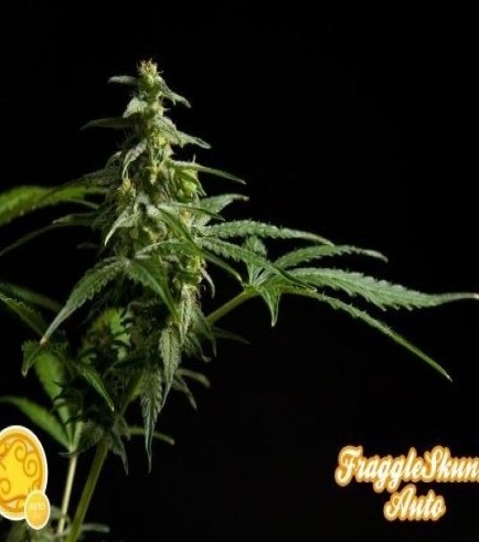 Fraggle Skunk Auto (Philosopher Seeds)