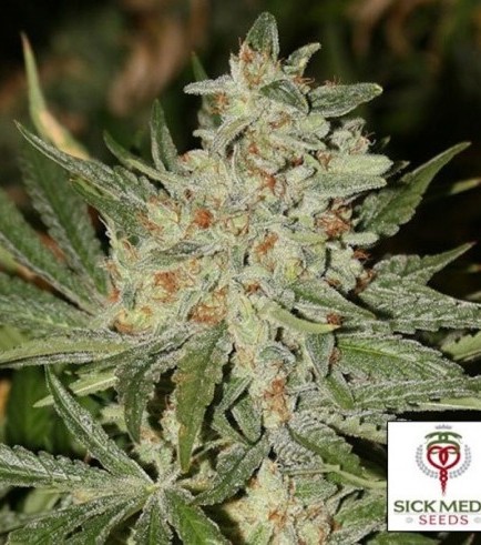 Wonder Kush (SickMeds Seeds)