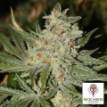 Wonder Kush (SickMeds Seeds)