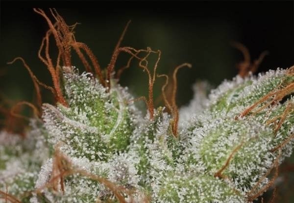 Amnesia Haze Strain Information Cannaconnection Com