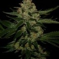 UnderDawg Kush (T.H. Seeds)