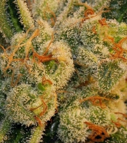 Auto Bubblegum (T.H. Seeds)