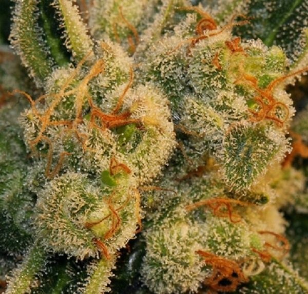 sweet bubble gum strain