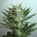 Armageddon (Homegrown Fantaseeds)