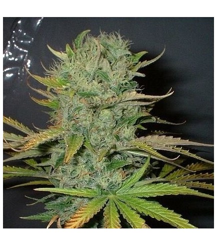 Afghani Feminized Cannabis Seeds - Buy Cannabis Seeds For Sale - Growers  Choice Cannabis Seeds