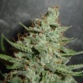 Super Crystal (Homegrown Fantaseeds)