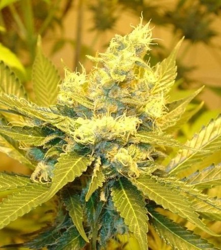 A.C. Diesel (Homegrown Fantaseeds)