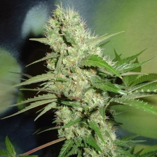 Jack Herer - Strain Information - CannaConnection