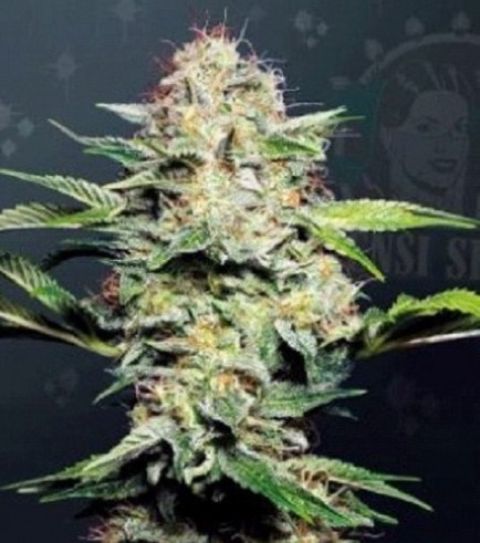 Sensi Skunk Automatic (Sensi Seeds)