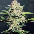 Sensi Skunk Automatic (Sensi Seeds)