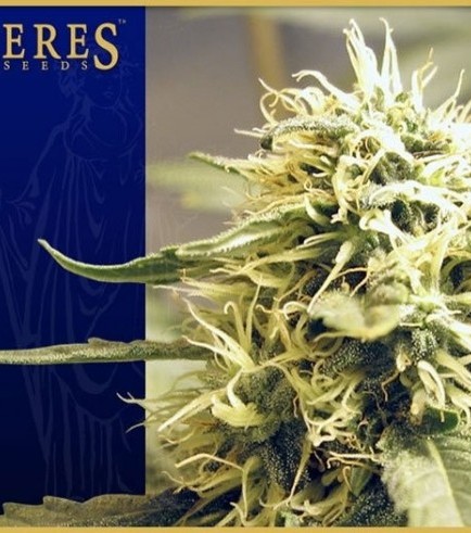 Ceres Kush (Ceres Seeds)