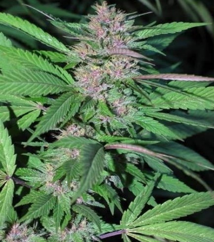 Pakistan Chitral Kush (Cannabiogen)