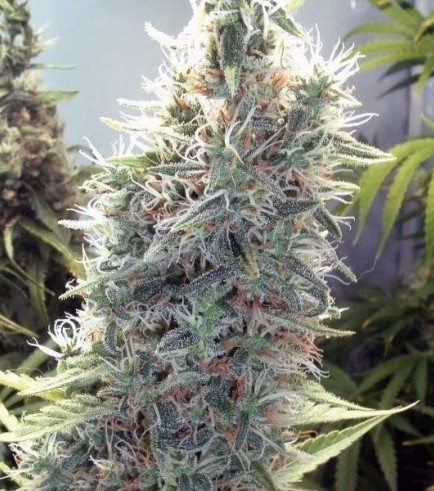 C99 (Female Seeds)