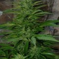 Chaze SuperAuto (Flash Auto Seeds)