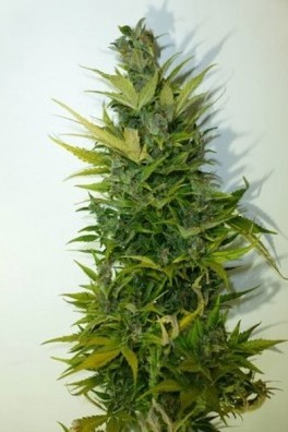 Lemon Haze Autofloreciente