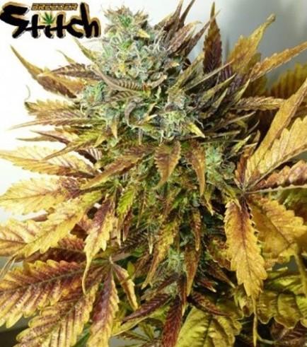 Purple Sirius Kush Auto (Flash Auto Seeds)