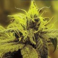 A-1 Haze (Sagarmatha Seeds)