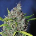 Blueberry Bud (Sagarmatha Seeds)