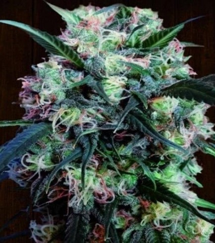 Kali China (ACE Seeds)