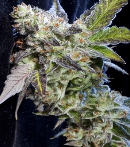 Berry Bomb (Elemental Seeds)