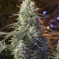 Chaos Kush (Elemental Seeds)