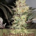 Alphadawg (Alphakronik Genes)