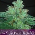 Las Vegas Purple Kush Bx (Alphakronik Genes)