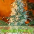 Nevada Privada (Alphakronik Genes)