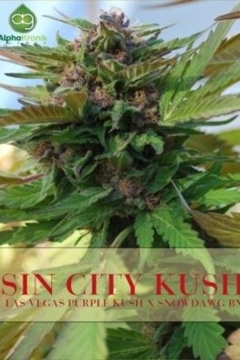 Sin City Kush