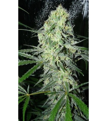 SexBud - Strain Information - CannaConnection