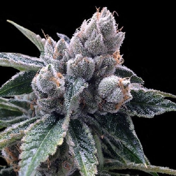 white walker kush