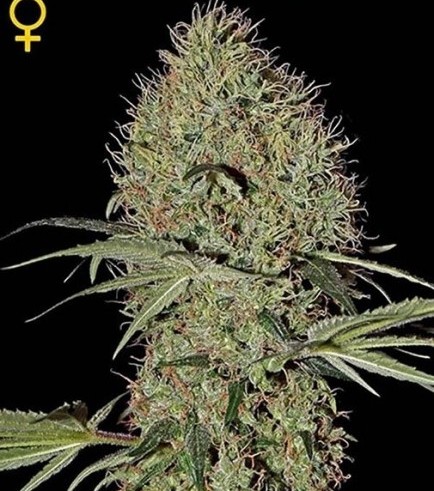 Super Bud Autofloreciente (Greenhouse Seeds)