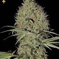 Super Bud Autoflowering (Greenhouse Seeds)