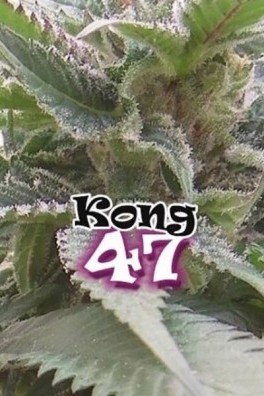 Kong 47