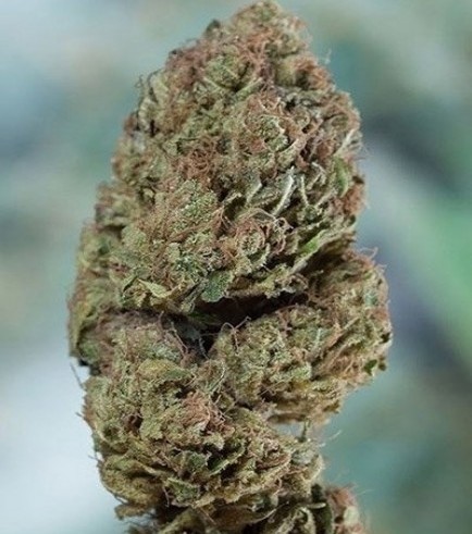 blueberry muffin weed