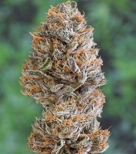 Bubba's Gift (Humboldt Seeds)