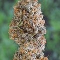 Bubba's Gift (Humboldt Seeds)