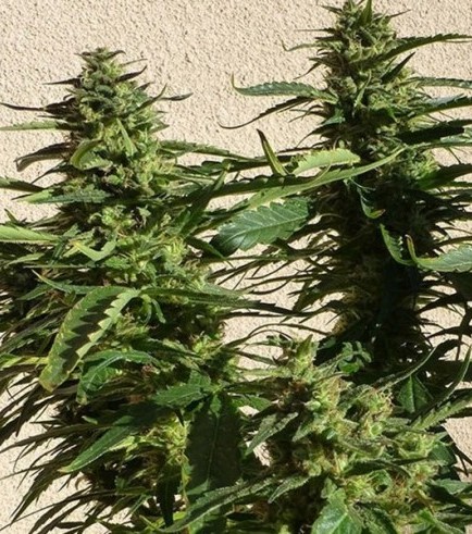 Missile 33 SuperAuto (Flash Auto Seeds)