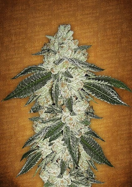 Green Crack Strain Information CannaConnection