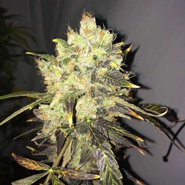 Supreme CBD Durban - Strain Information - CannaConnection