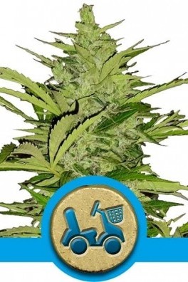 Fast Eddy Autofloraison