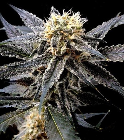 Strawberry Banana (Reserva Privada)