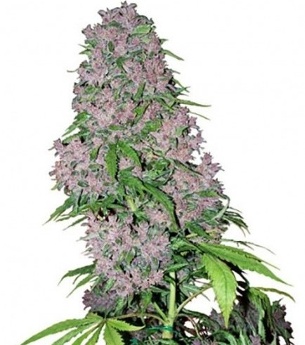 Purple Bud (White Label)