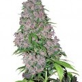 Purple Bud (White Label)