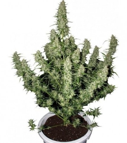 Magnum (Buddha Seeds)