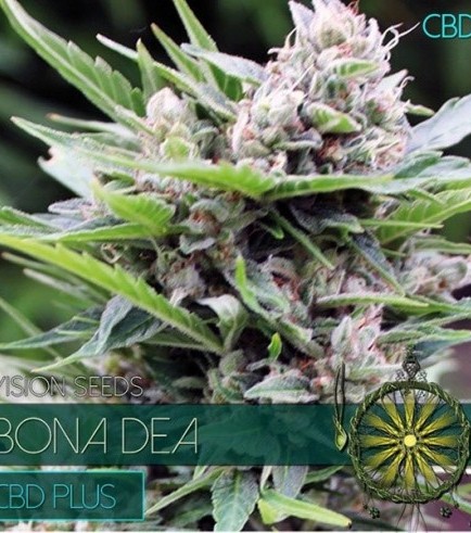 Bona Dea CBD (Vision Seeds)