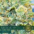 Medical 49 (Vision Seeds)