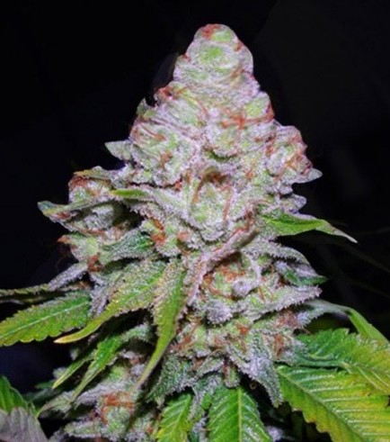 White Berry (VIP Seeds)