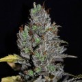 Viagrra (VIP Seeds)