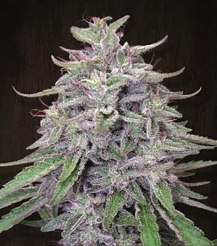 Bangi Haze (ACE Seeds)